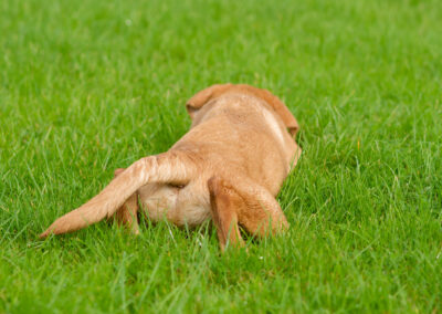 puppy preparing to pounce