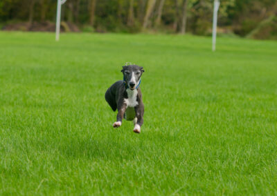 whippet leaping through air