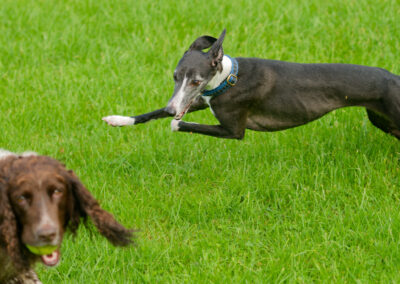 whippet runs past a springer spaniel