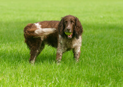 liver and white springer spaniel with a ball in her mouth