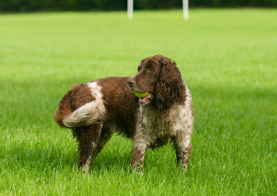 springer spaniel with waggy tail