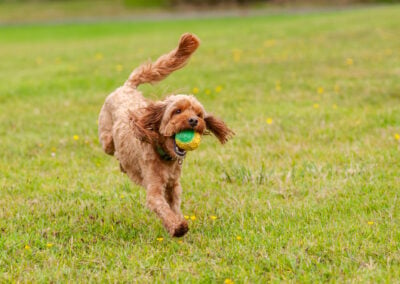 apricot cockapoo running with a ball