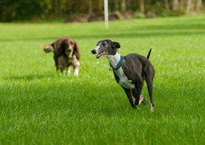 spaniel and whippet