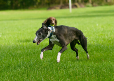 whippet running