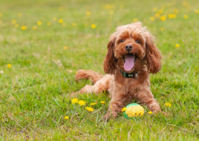 cockapoo laying on the grass