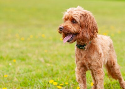apricot cockapoo on grass