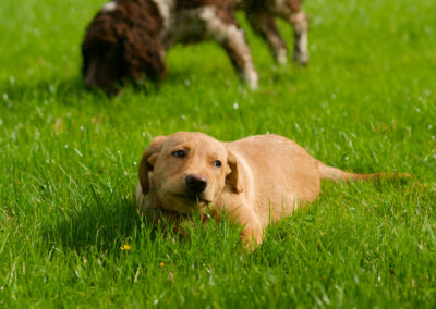 red fox labrador laying on wet grass