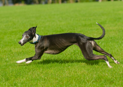 Side profile photo of a whippet running