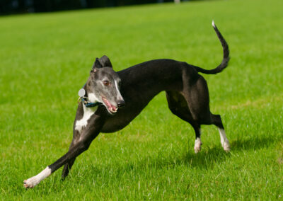 Whippet turning