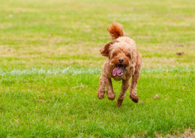 cockapoo running action shot