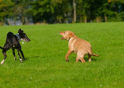 two small dogs play on a playing field