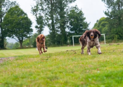 dogs at parklea playing fields
