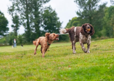 dog walking at parklea, port glasgow