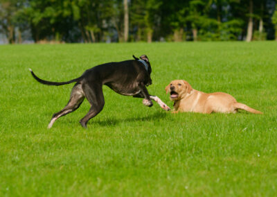 whippet playing with a puppy