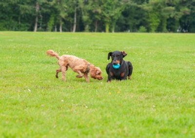 apricot cockapoo and doberman on grass playing fields