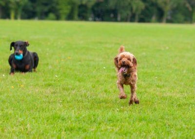 dogs running on an open field