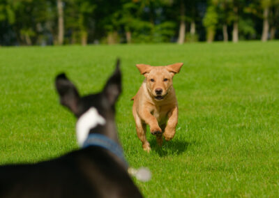 puppy chasing a whippet