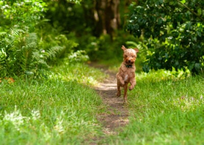 dog running on a trail