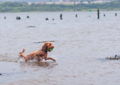 apricot cockapoo coming out of a river
