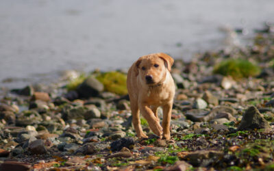 puppy standing on the beach at Parklea, Port Glasgow