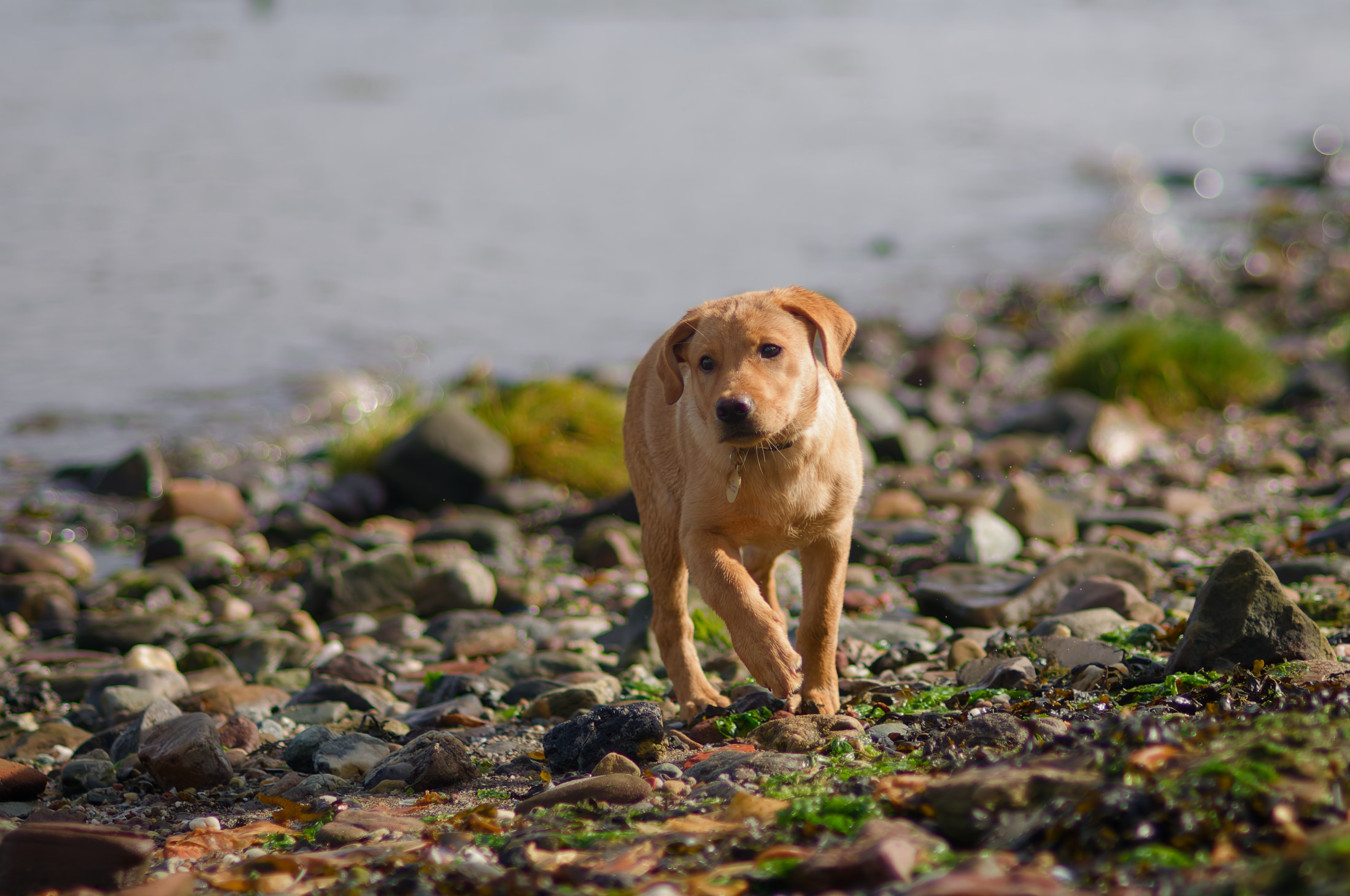 Hudons puppy standing on the beach at Parklea, Port Glasgow