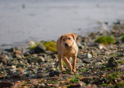 labrador puppy on a beach