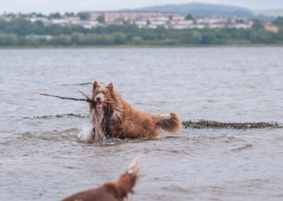 border collie in the River Clyde
