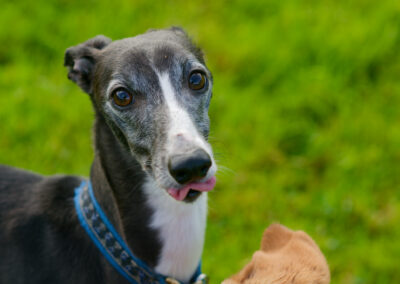 close up photo of a whippets face