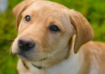 labrador puppy portrait