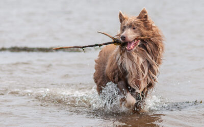 Lilac Border Collie with a stick in its mouth