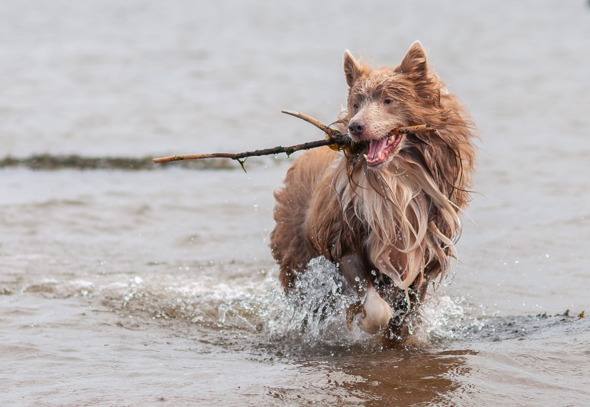 _BDW3196-2 Lilac Border Collie with a stick in its mouth