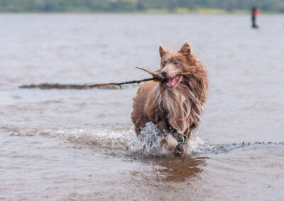 border collie carrying a stick