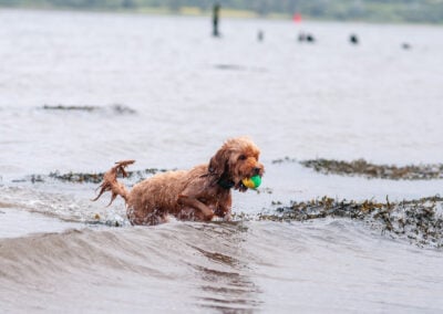 cockapoo coming out of the river