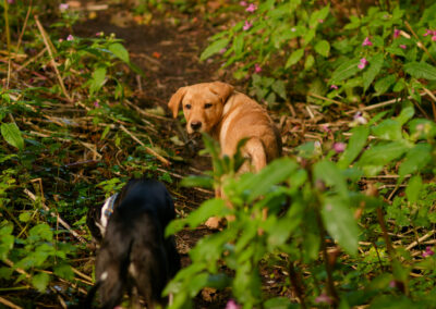 puppy on a woodland path