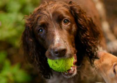 springer spaniel head photo in a woodland