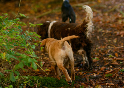 dogs smelling on a woodland trail at Parklea