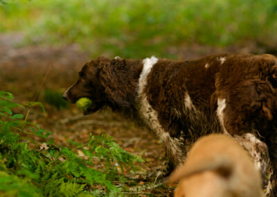 dogs in a dark woodland