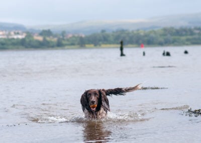 springer spaniel returning with her ball out of the river
