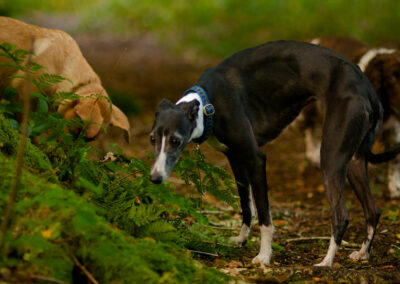 whippet smelling a plant
