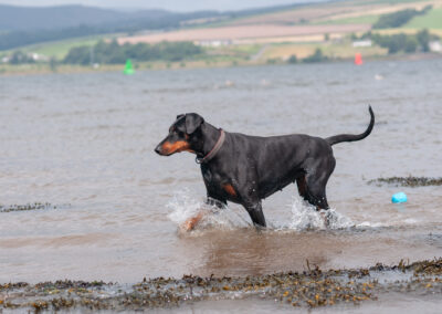 doberman in a river