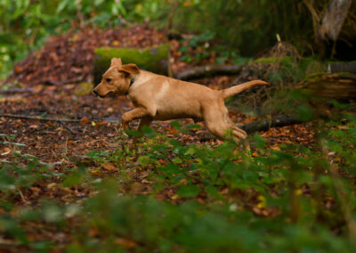 lanrador puppy running in a wood