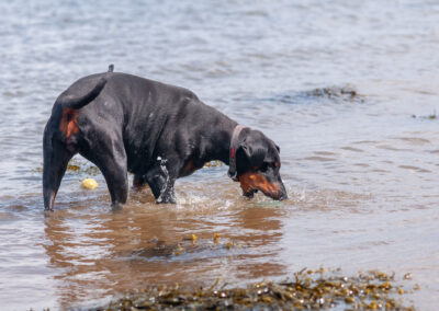 doberman picking ball out of the river