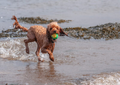 cockapoo cooling off on a hot day