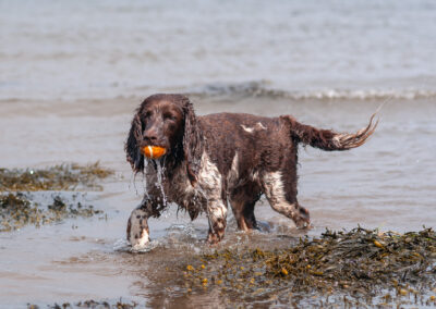 springer spaniel cooling off in a river