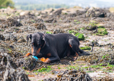 doberman playing with her ball