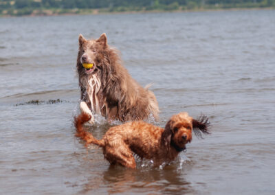 collie returning from river with a ball