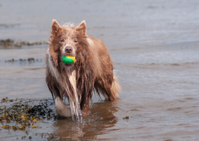border collie standing in a river holding a ball