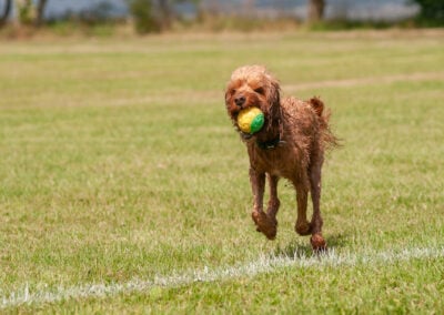 wet cockapoo running on grass