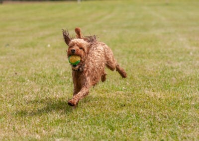 cockapoo running with his ball
