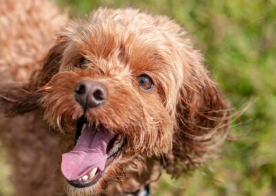 happy cockapoo